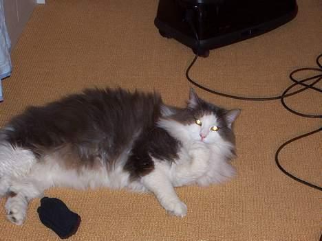 Blanding af racer tazz billede 6