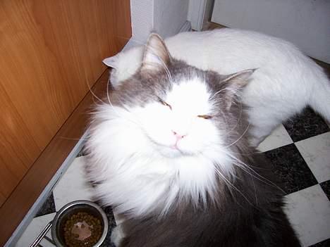 Blanding af racer tazz - husk at smile til fotografen billede 7