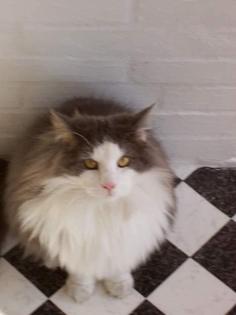 Blanding af racer tazz - jeg skal nok være sød mor..... billede 8