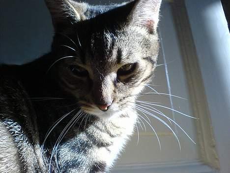 Huskat Dolph - Dolph tænker på napalm og brintbomber - uuuuh hvor er det lækkert! billede 18