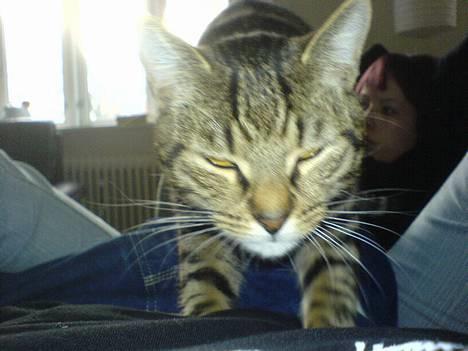 Huskat Dolph - Jeg flår ham tossens dyne i stykker!! Hvad bilder han sig ind at tage et billede hvor jeg ælter.. eller, det ser ud som om jeg ælter, men DET gør jeg ikke! billede 19