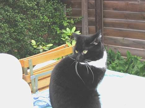 Blanding af racer Pumba billede 2