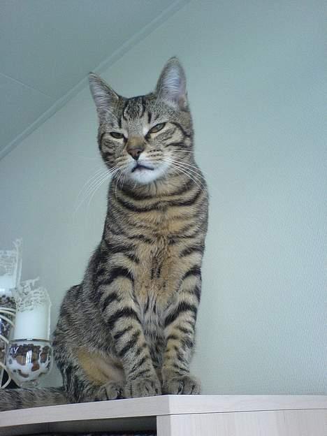 Huskat Dolph - Salighed - på toppen af reolen, kan man forestille sig at udslette millioner af mennesker og dumme hunde med sin flammekaster!! billede 20