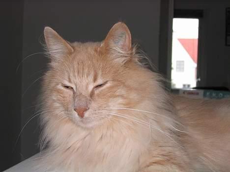 Blanding af racer Pumba - Det her er min ene bror, han lever desværre ikke mere.... billede 4