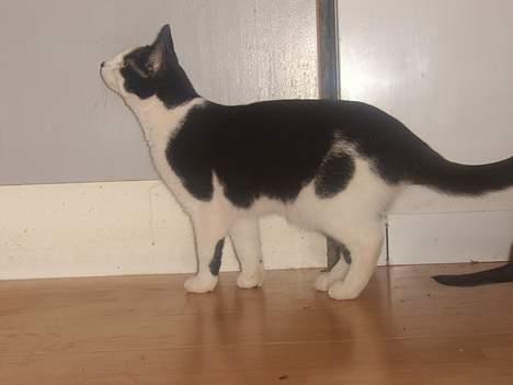 Huskat Becki - op på køkken boret billede 12