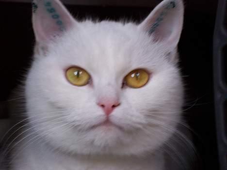 Blanding af racer tulle - hej hej billede 8