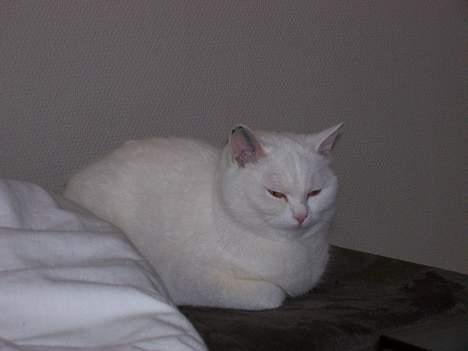 Blanding af racer tulle - mor er det ikke bare dejligt at ligge og putte sammen??? billede 9