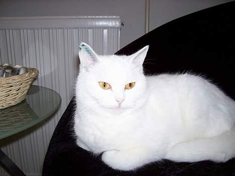 Blanding af racer tulle - Det er bare dejligt at ligge i sin yndlingsstol... billede 10