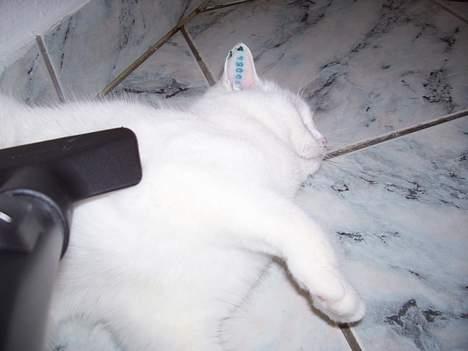 Blanding af racer tulle - Jeg elsker bare at blive støvsuget..... billede 11