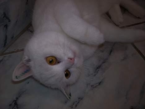 Blanding af racer tulle - er jeg ikke bare dejlig.... billede 12