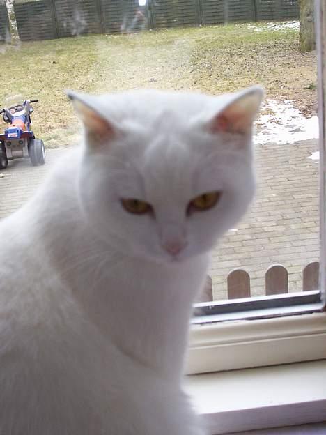 Blanding af racer tulle - Må jeg ikke godt komme ud i haven???? billede 13