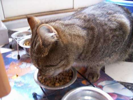 Blanding af racer tiger - lidt mad er altid godt billede 5