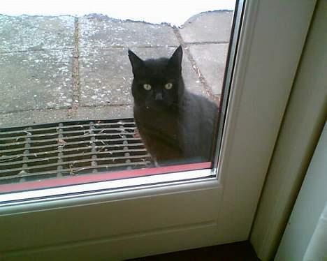 Blanding af racer Emma <3 *R.I.P.* - Luk mig iiiiiiind!! billede 10