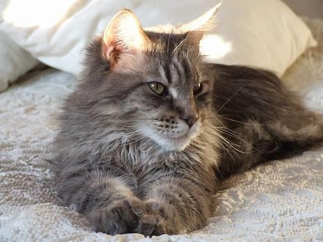 Maine Coon Hyrrokin - er jeg ikke bare sød?? billede 2