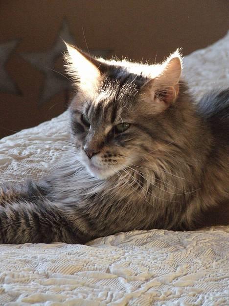 Maine Coon Hyrrokin - her har jeg overblik... billede 3