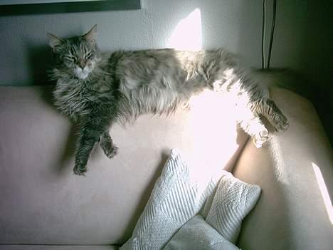 Maine Coon Hyrrokin - det kan jeg lige holde til:) billede 4