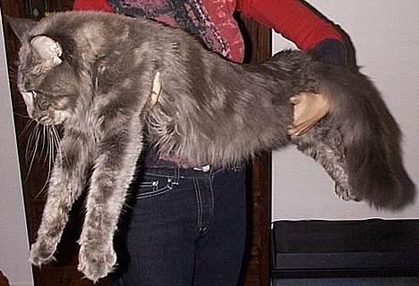 Maine Coon Hyrrokin - Min flotte far =) billede 5