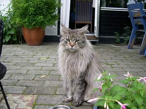 Maine Coon Hyrrokin - Min smukke smukke moar <3 billede 6