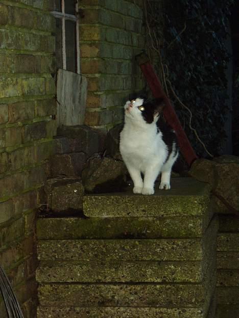 Blanding af racer Nemo <33 billede 1