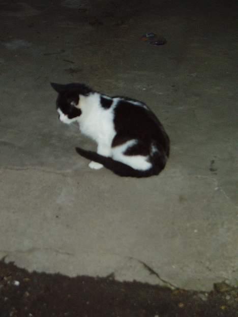 Blanding af racer Nemo <33 billede 3