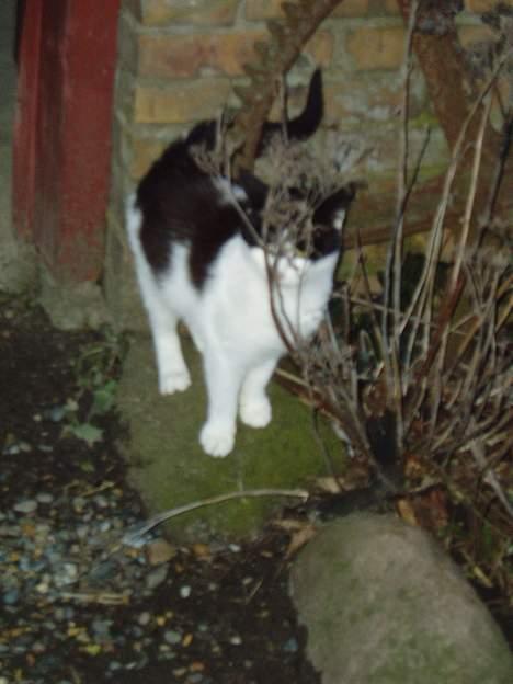 Blanding af racer Nemo <33 billede 5