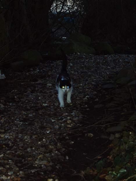 Blanding af racer Nemo <33 billede 6