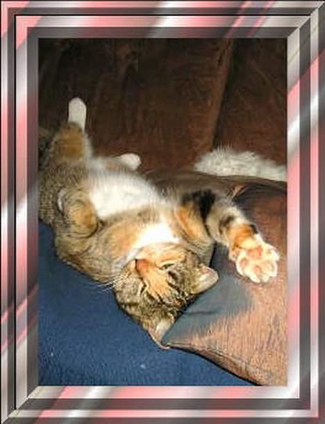 Blanding af racer Sally - Er jeg ikke dejlig?? billede 1