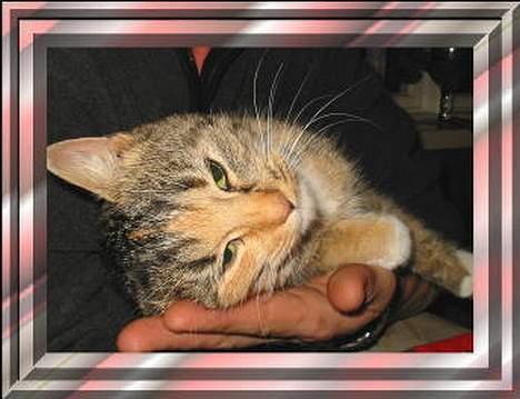 Blanding af racer Sally - Mere dejlig billede 2