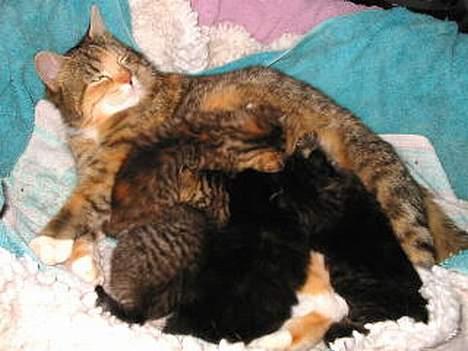 Blanding af racer Sally - Med børn.. billede 3