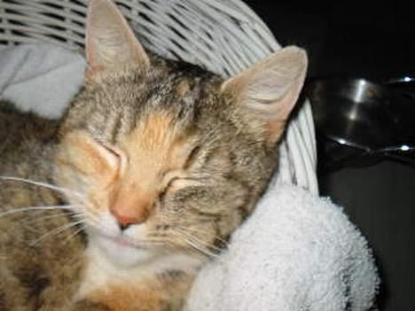 Blanding af racer Sally - Træt after fødsel... billede 4