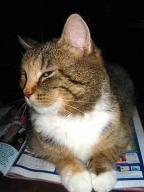 Blanding af racer Sally billede 5