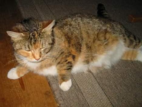 Blanding af racer Sally - Tykke drægtige sally billede 6