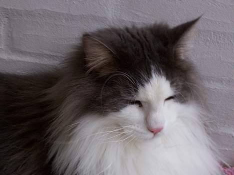 Blanding af racer tazz - Det er nu dejligt med en slapper..... billede 9