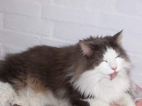 Blanding af racer tazz - Ja jeg kan også række tunge.... billede 10