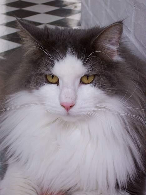 Blanding af racer tazz - Er jeg ikke bare dejlig????? billede 11