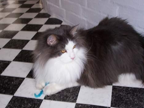 Blanding af racer tazz - Ja, jeg har endelig taget den blå mus billede 12