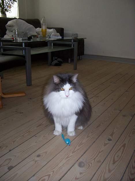 Blanding af racer tazz billede 13