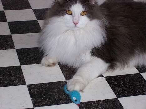 Blanding af racer tazz - Så er musen død.....Er jeg ikke bare god???? billede 15