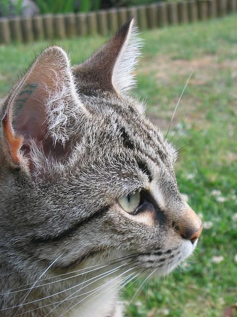 Huskat Pjevs +død 2/8-07+ - Profil-billede billede 1