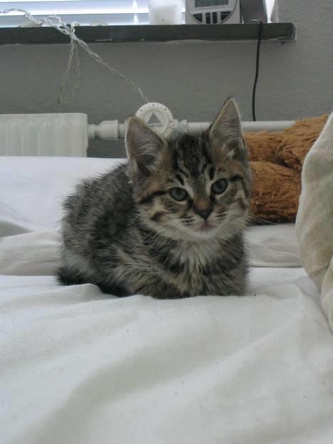 Huskat Pjevs +død 2/8-07+ - 9 uger gammel. Ligner jeg ikke en lille Pjevs? billede 2