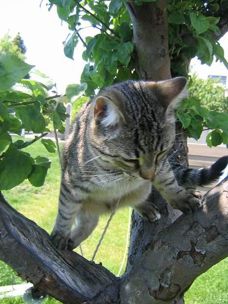 Huskat Pjevs +død 2/8-07+ - Moar moar, HJÆLP... Jeg kan ikke komme ned igen billede 3