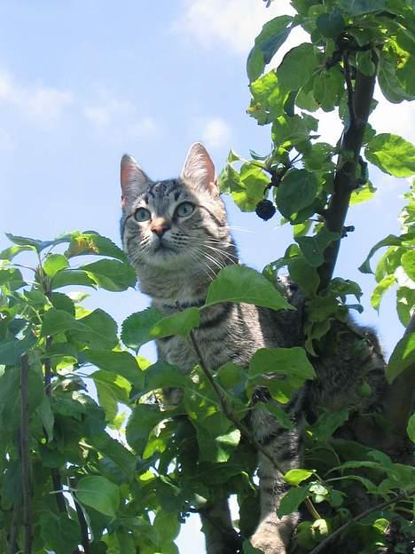 Huskat Pjevs +død 2/8-07+ - Hmm hvor blev mor og far af billede 4