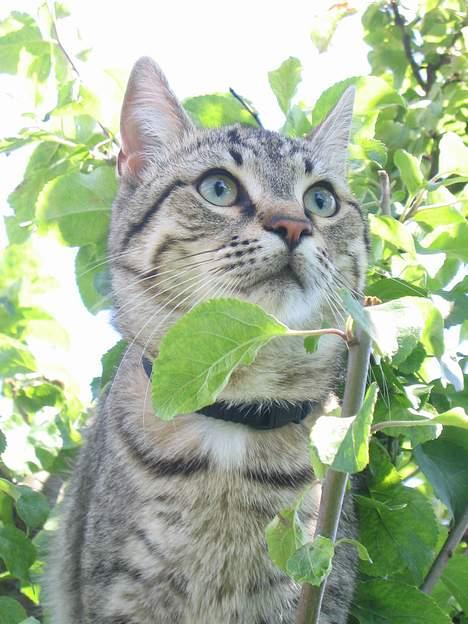 Huskat Pjevs +død 2/8-07+ - Man kan godt nok se meget helt her oppe fra billede 5