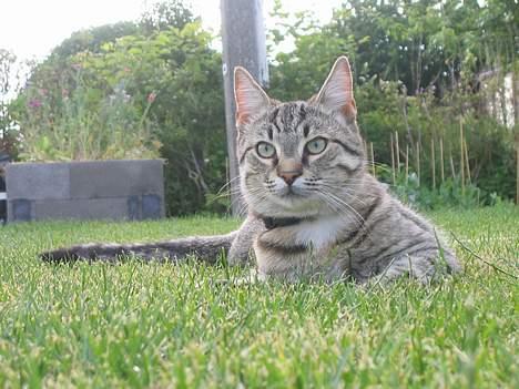 Huskat Pjevs +død 2/8-07+ - Pjevs ligger og posere billede 6