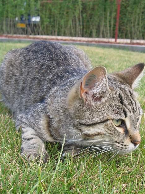 Huskat Pjevs +død 2/8-07+ - Muse-jægeren "in action" billede 7