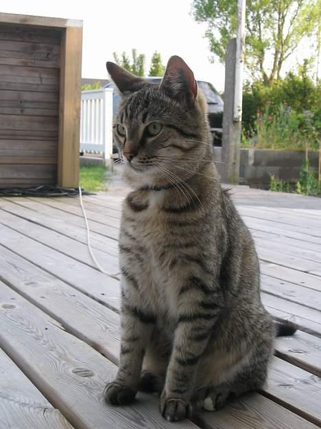 Huskat Pjevs +død 2/8-07+ - Pjevs på terrassen billede 8