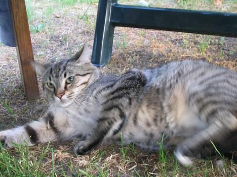 Huskat Pjevs +død 2/8-07+ - Jeg er ikke altid sød at se på. Nogen gange er jeg over og lege med Onkel Felix, men han kan gøre mig så tosset billede 9