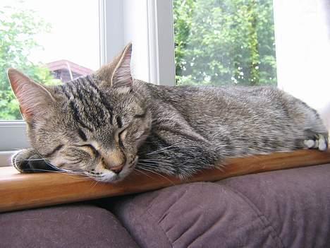 Huskat Pjevs +død 2/8-07+ - Zzzz... billede 10