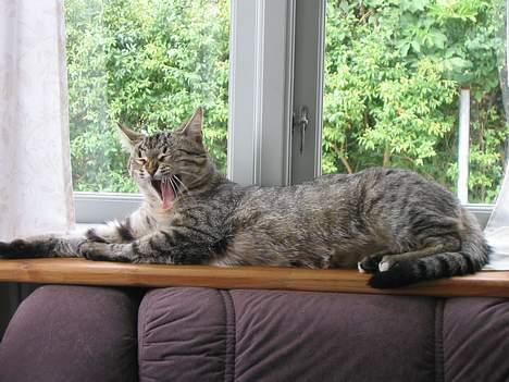 Huskat Pjevs +død 2/8-07+ - GAB, det er hårdt at være kat billede 11