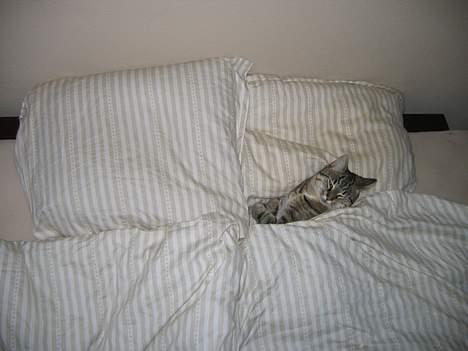Huskat Pjevs +død 2/8-07+ - Ihh hvor er det dejligt når far og mor ikke er hjemme, så har man HELE sengen for sig selv :-) billede 12